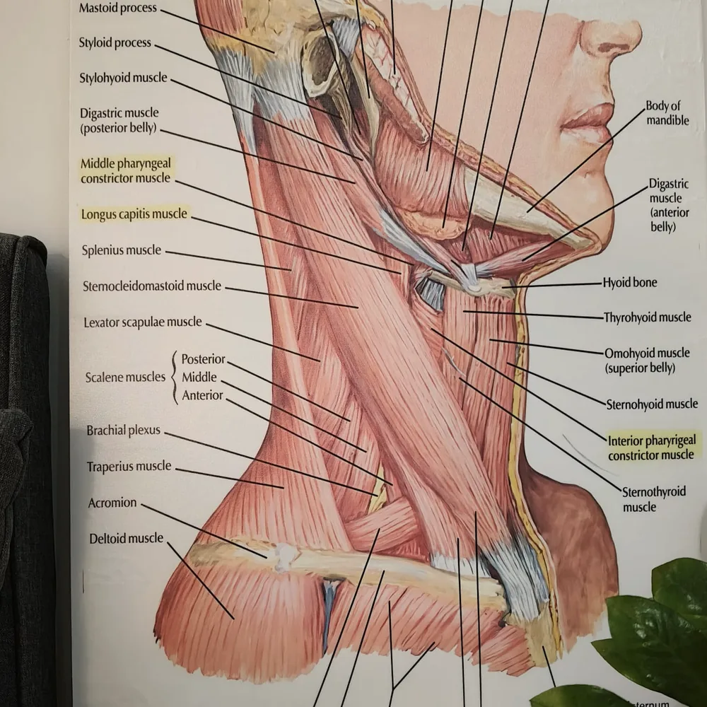 Planșă anatomică cu musculatura gâtului, pe peretele salonului.